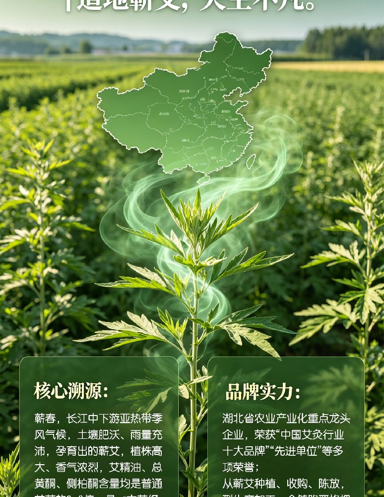 深耕蕲艾智造,大明古艾纯叶提绒工艺，赋能蕲艾产业高质量发展