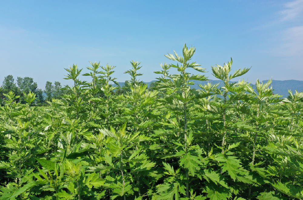 品牌价值破150亿：蕲艾产业的里程碑
